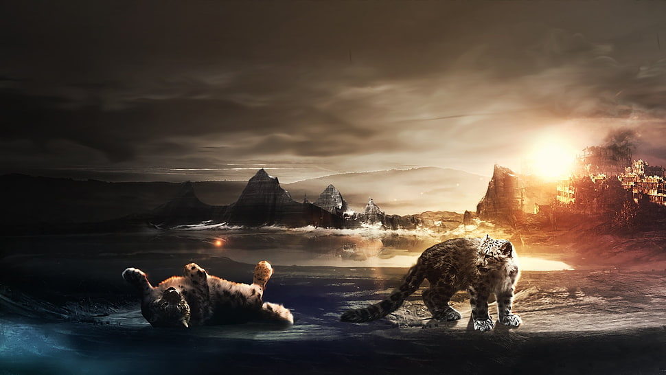 two cubs on stone HD wallpaper